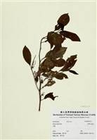 藏品(臺灣山桂花)的圖片